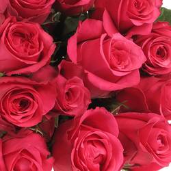 Rose lila Cherry O (Ec) 50cm