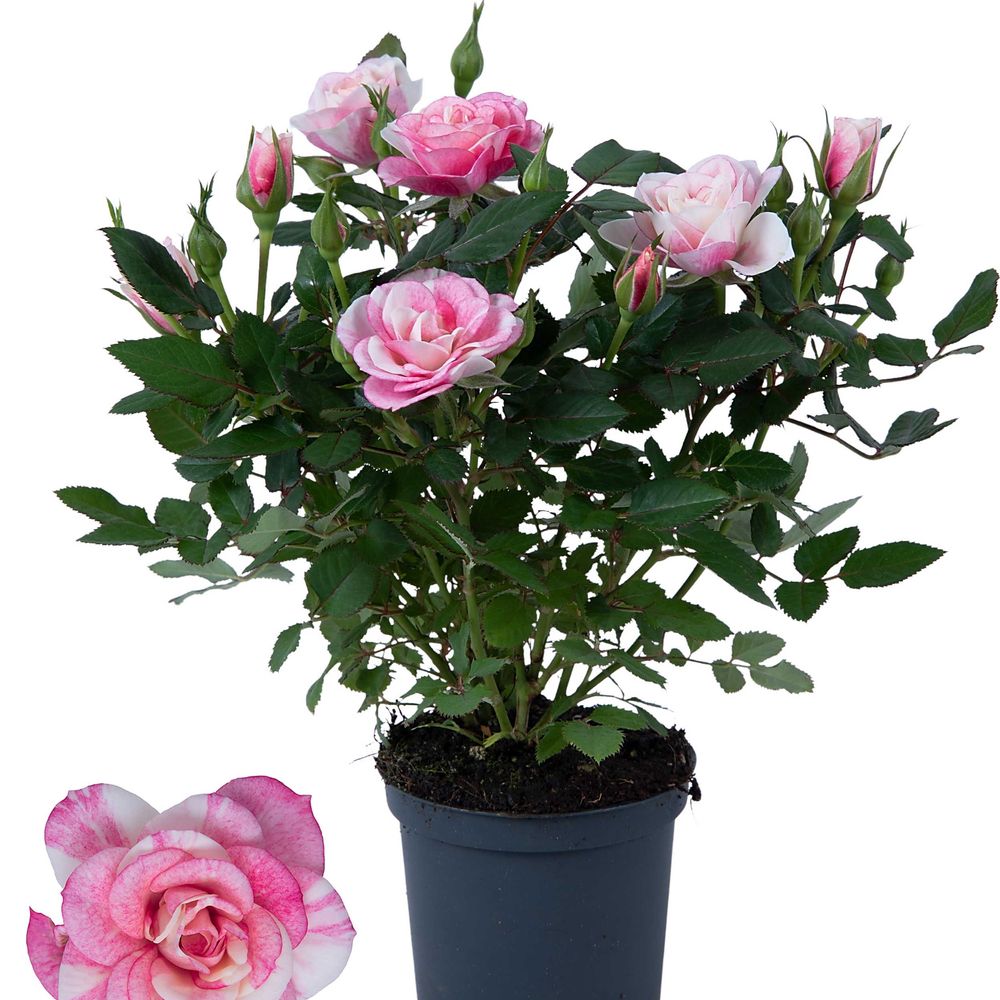 Rosa Party Pia rosa T07 H20
