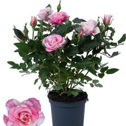 Rosa Party Pia rosa T07 H20