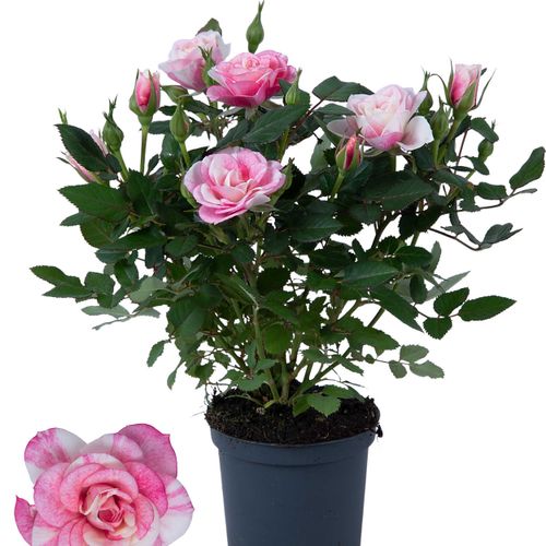 Rosa Party Pia rosa T07 H20