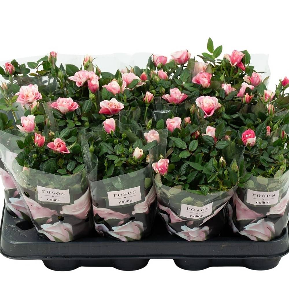 Rose Party rosa mix Pia T07 H020
