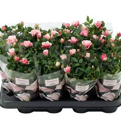 Rose Party rosa mix Pia T07 H020
