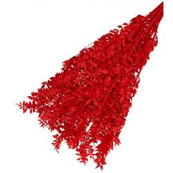 Trocken Ruscus rot L65cm 110gr