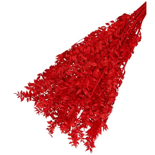 Trocken Ruscus rot L65cm 110gr