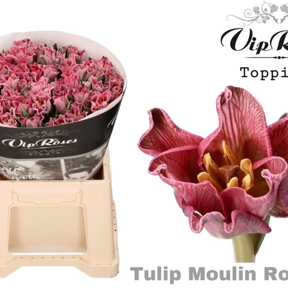 Tulpe Rot gefärbt Coronet moulin rouge 32 Gramm