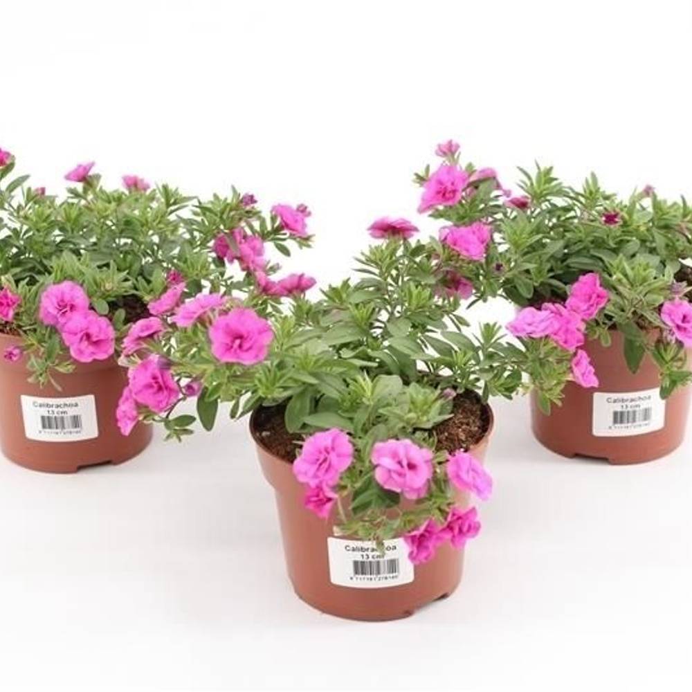 Calibrachoa Minifamous Double Pink T13 H015