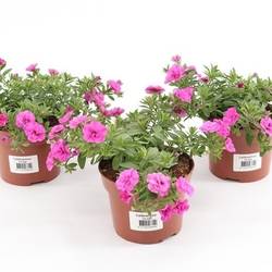 Calibrachoa Minifamous Double Pink T13 H015