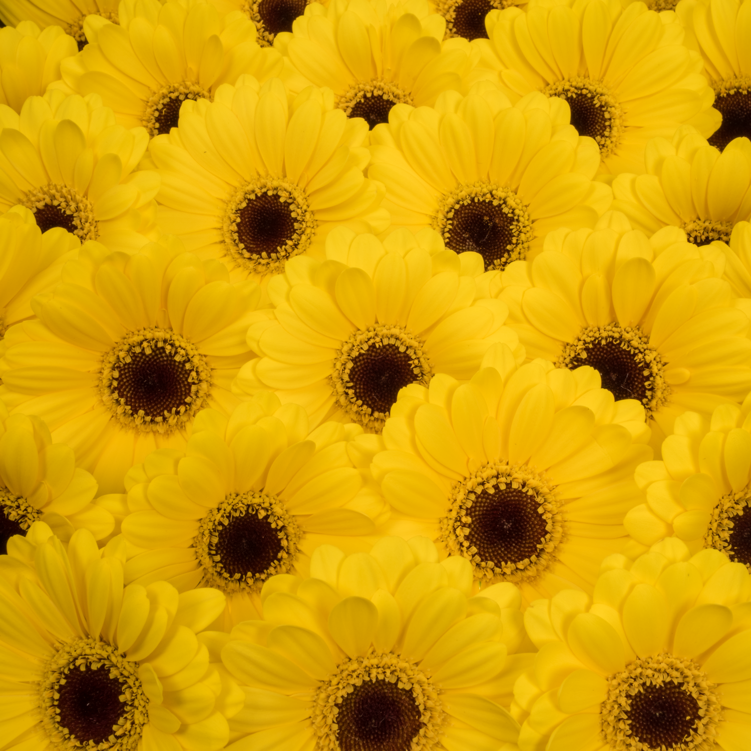 Germini gelb Sunshine