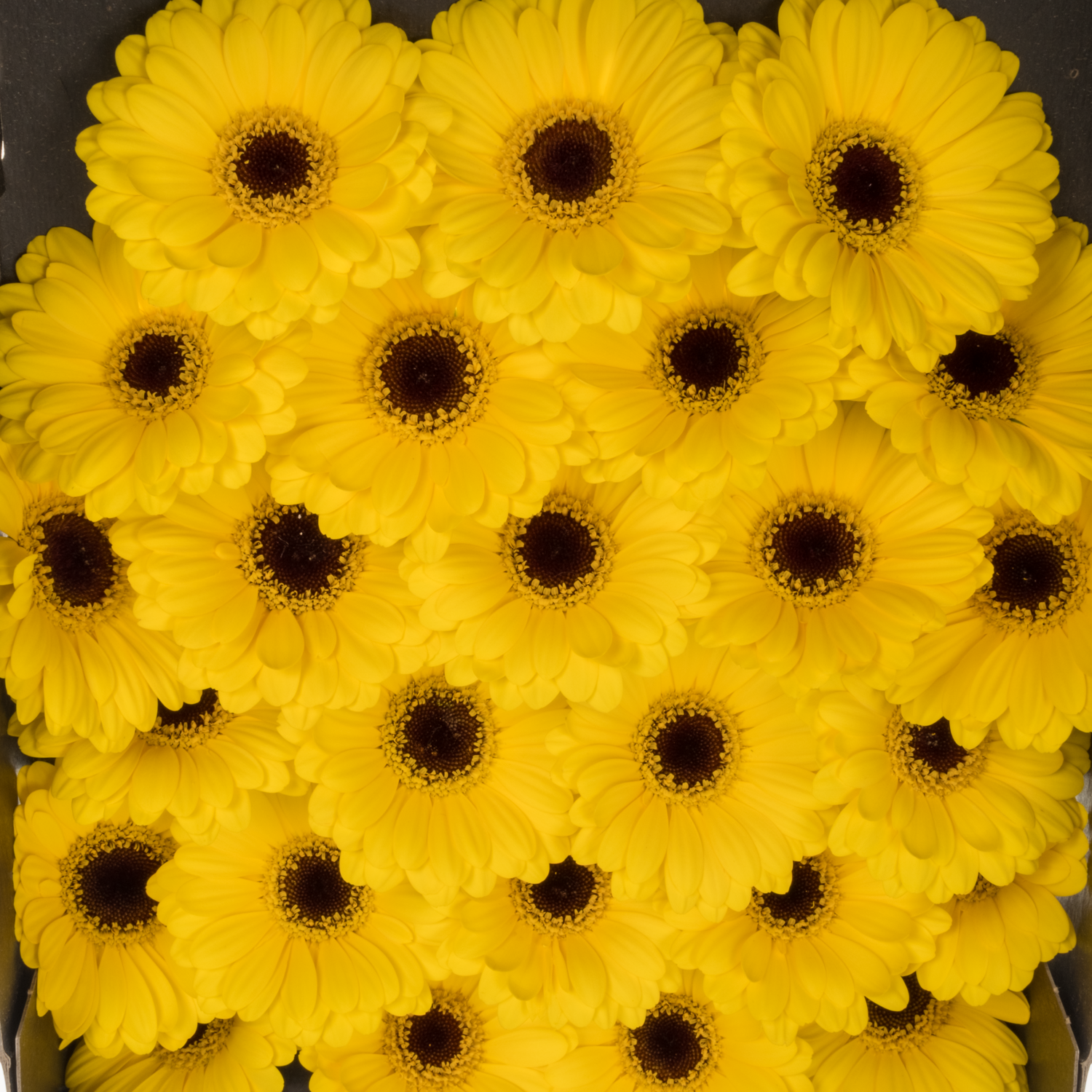 Germini gelb Sunshine