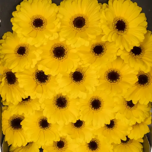 Germini gelb Sunshine