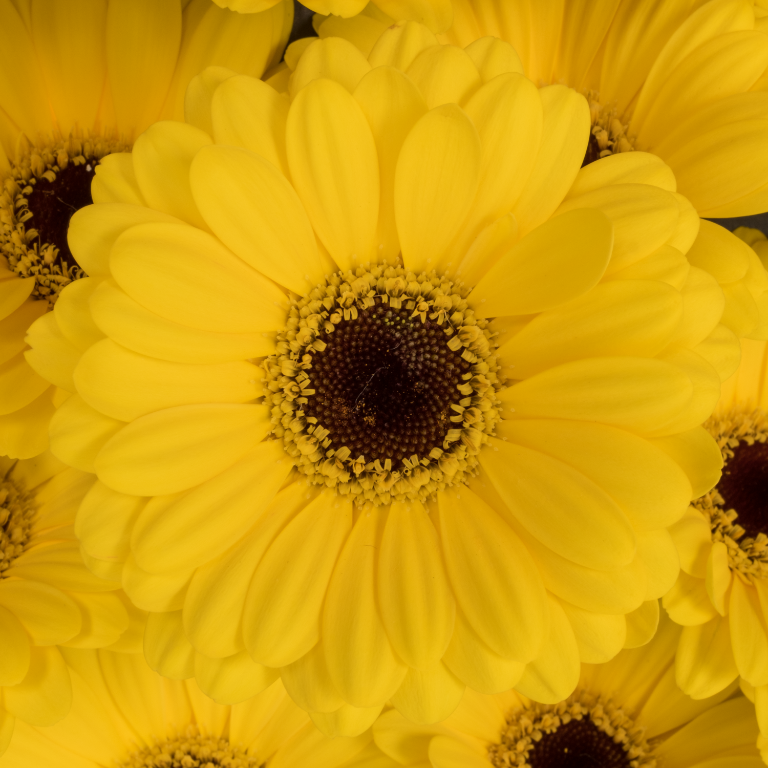 Germini gelb Sunshine