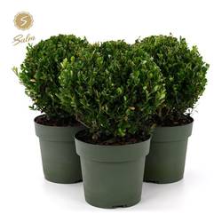 Ilex Crenata Jenny 15-20 Strauch T17 H035