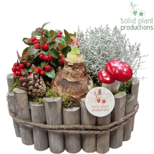 Amaryl.Arr AOH004 Bologna Large T27 H022