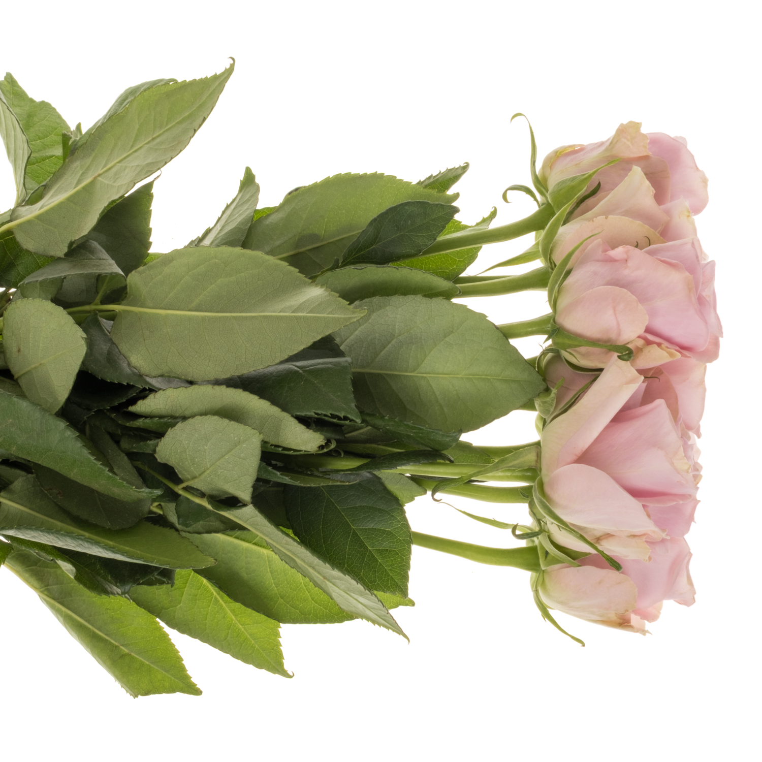 Rose hell rosa Lena 40cm