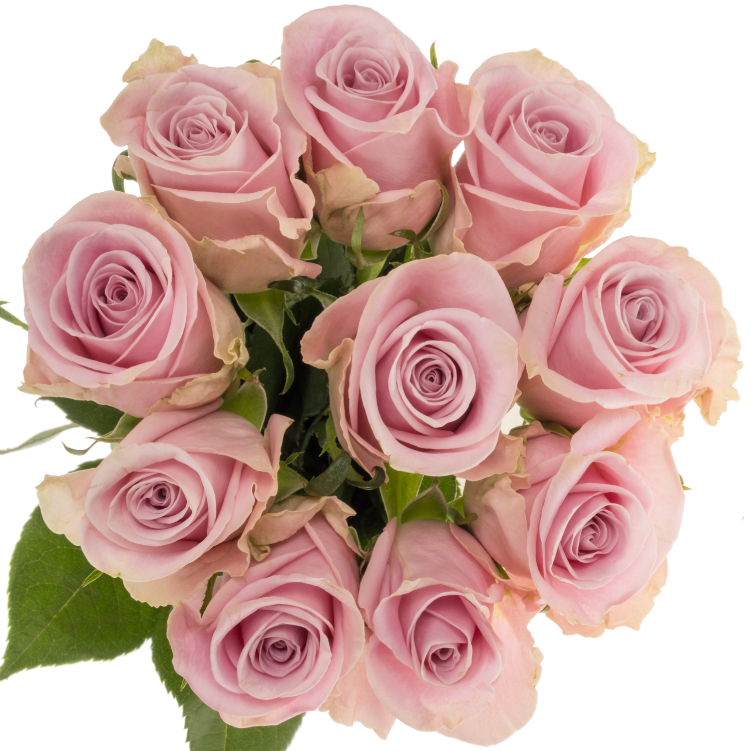 Rose hell rosa Lena 40cm