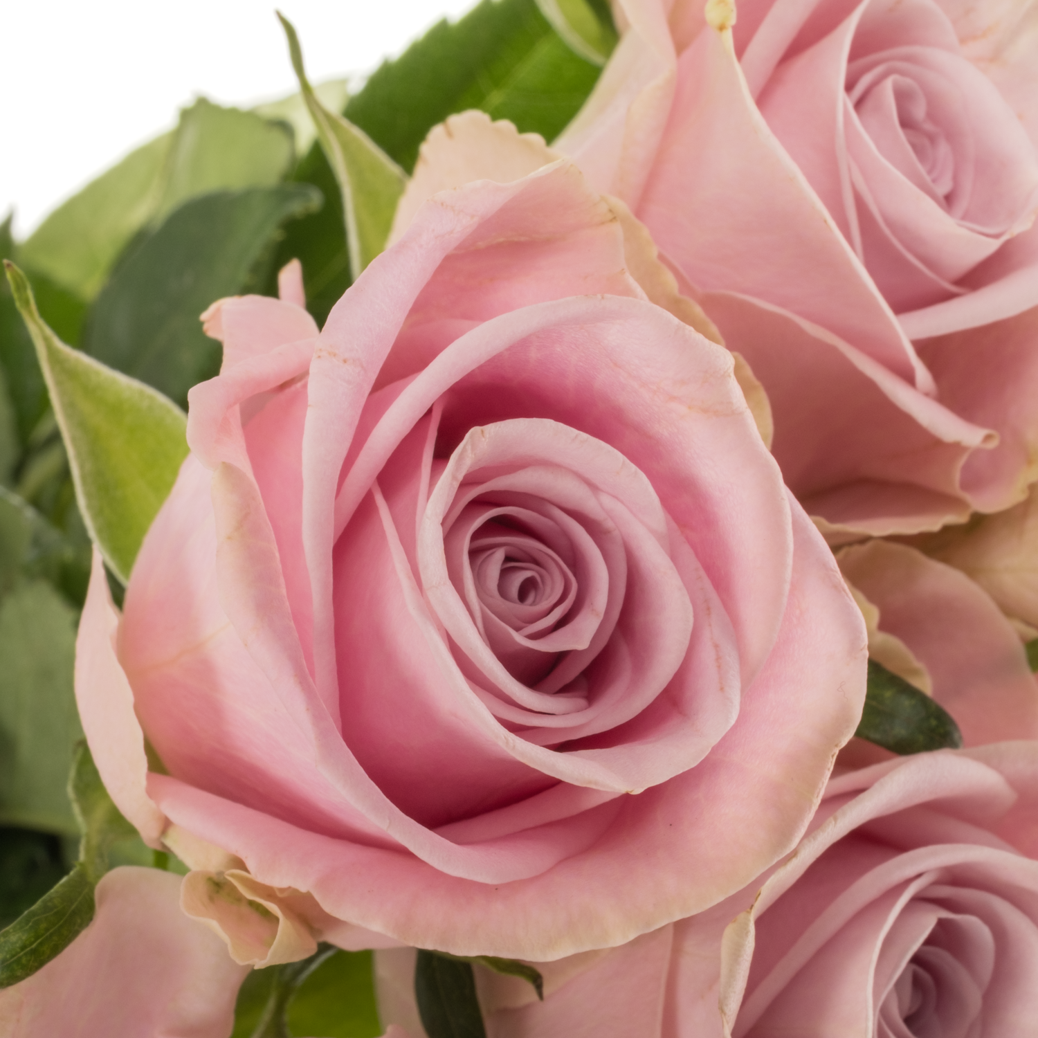 Rose hell rosa Lena 40cm