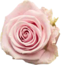 Rose hell rosa Lena 40cm