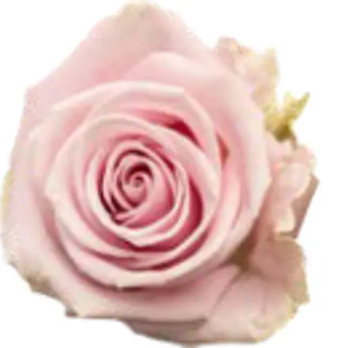 Rose hell rosa Lena 40cm