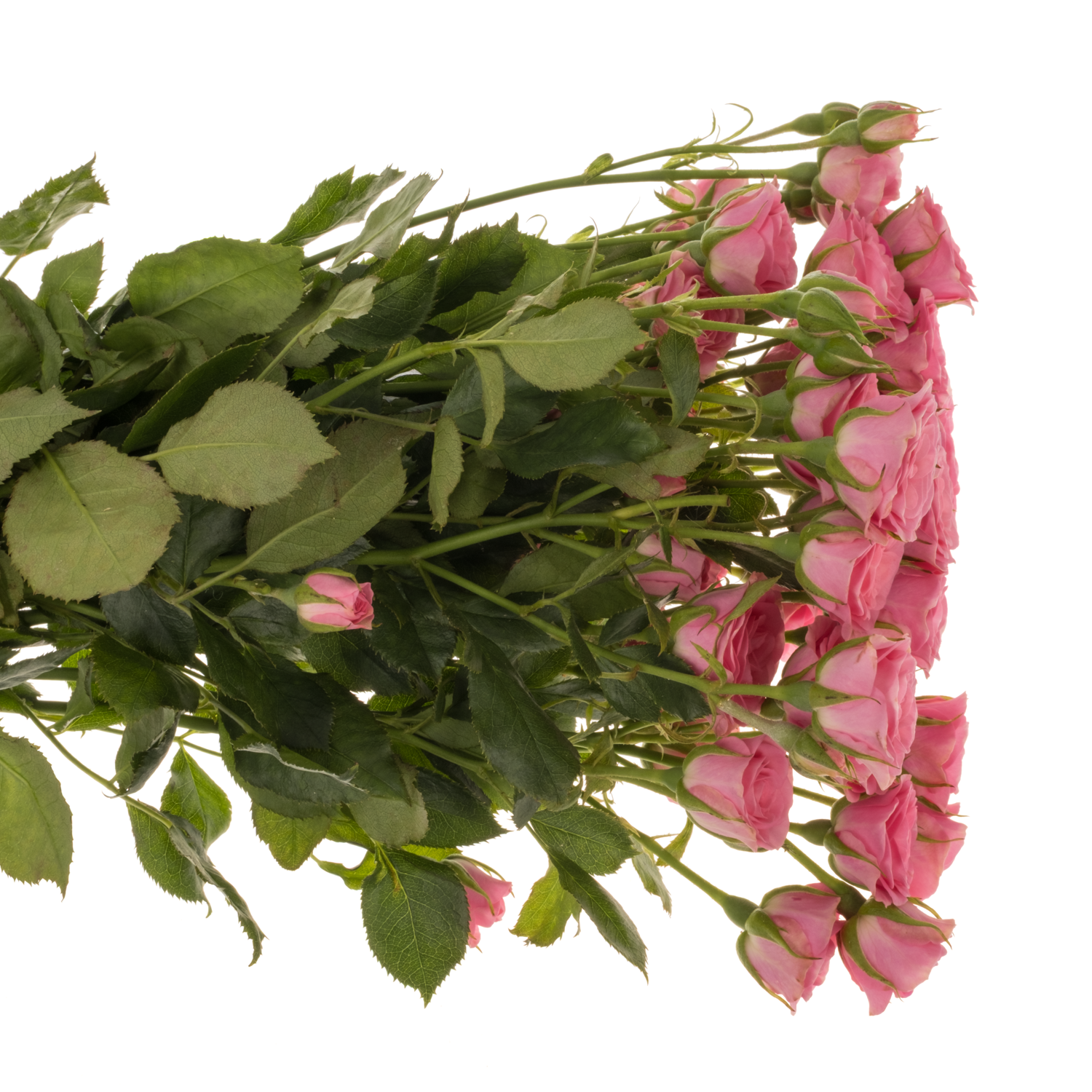 Rose verzweigt rosa Baby Pink Yo-Yo 4+Blüte 50cm