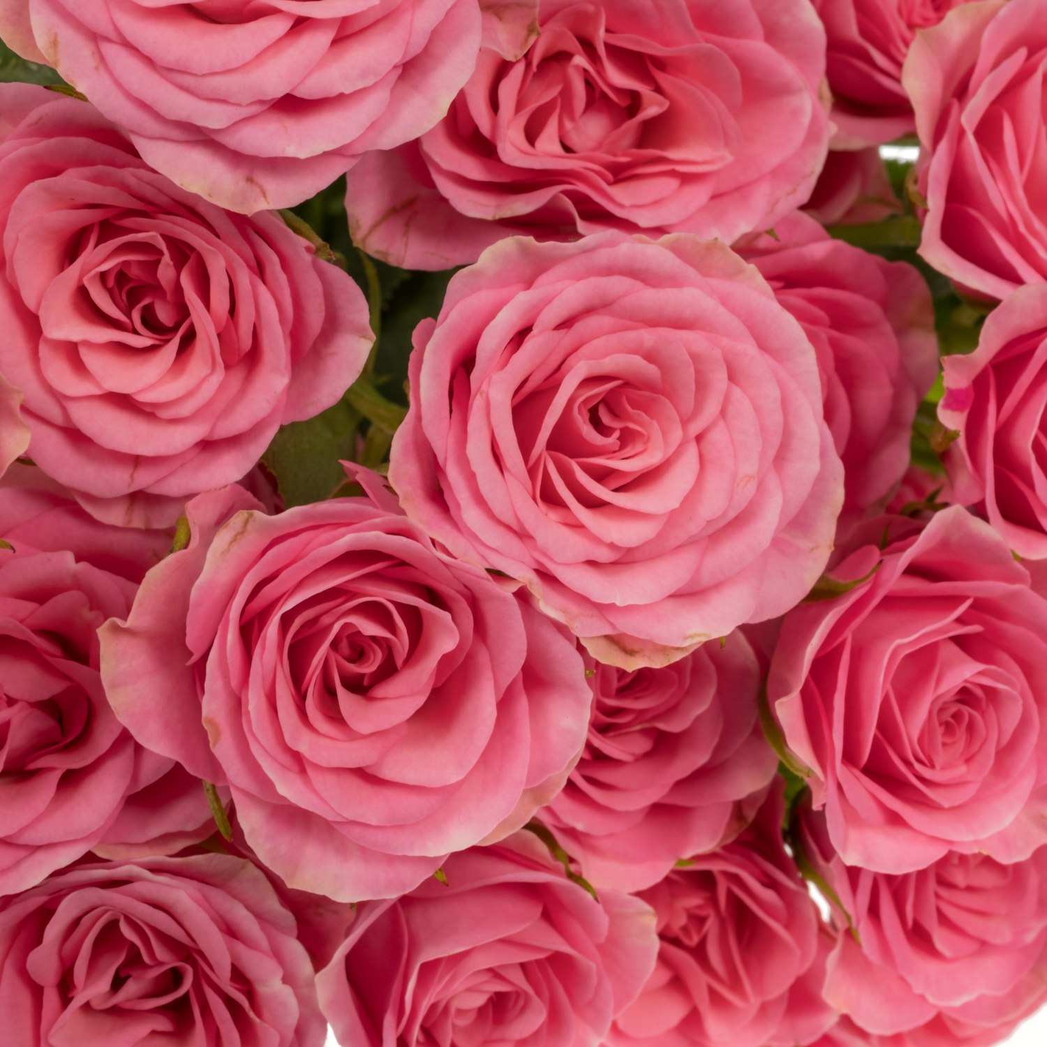 Rose verzweigt rosa Baby Pink Yo-Yo 4+Blüte 50cm