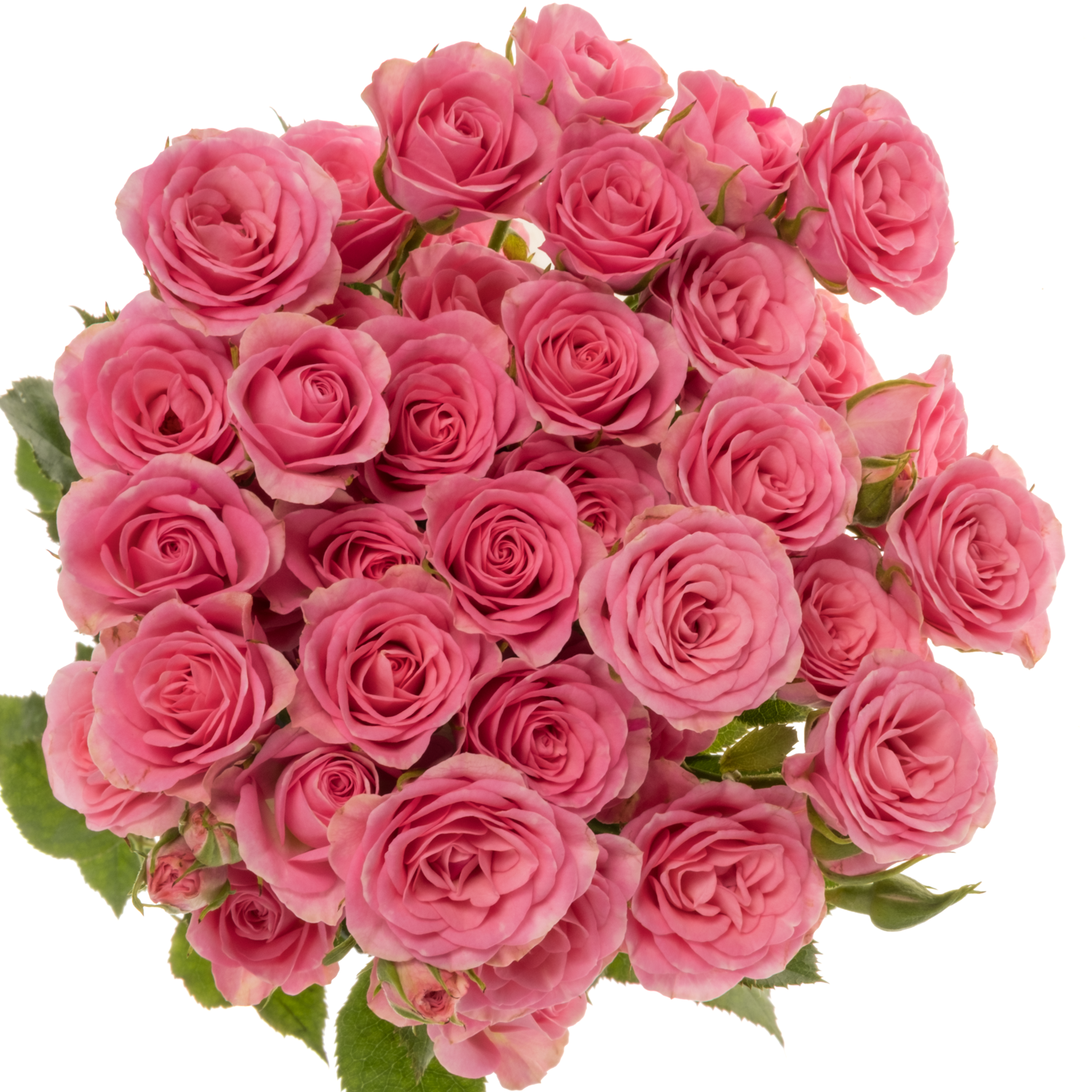 Rose verzweigt rosa Baby Pink Yo-Yo 4+Blüte 50cm
