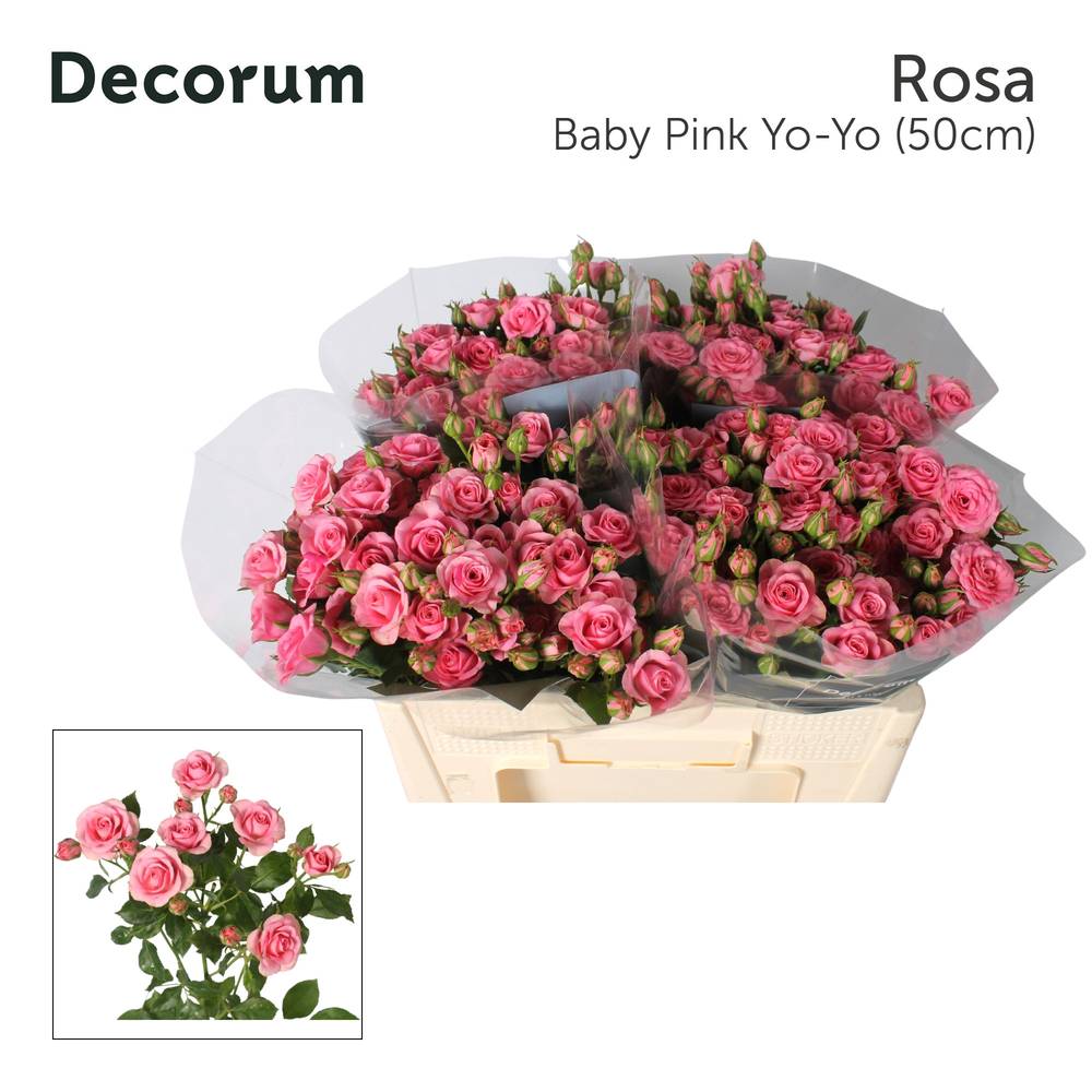 Rose verzweigt rosa Baby Pink Yo-Yo 4+Blüte 50cm