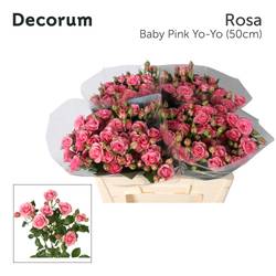 Rose verzweigt rosa Baby Pink Yo-Yo 4+Blüte 50cm