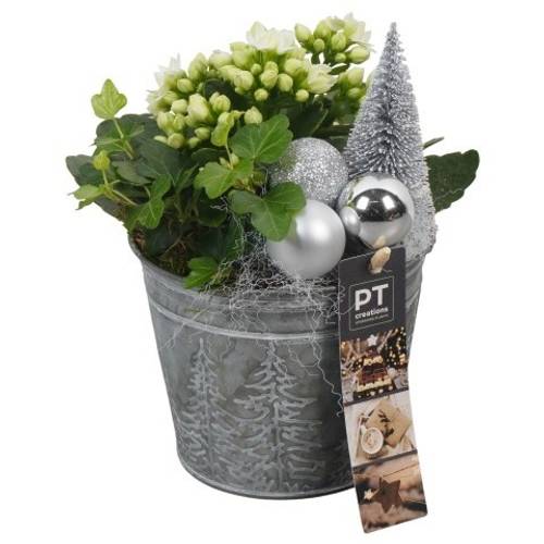 Kal.Arr PTCHW4321 Weihnachten T12 H021