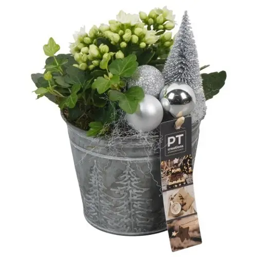 Kal.Arr PTCHW4321 Weihnachten T12 H021