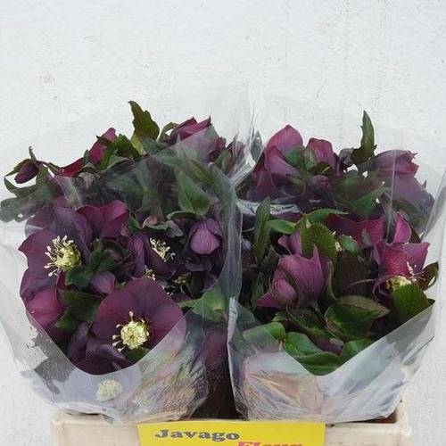 Helleborus weinrot Queens Red 35cm