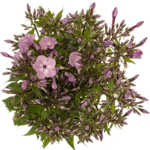 Phlox rosa Pink Eyes 70cm
