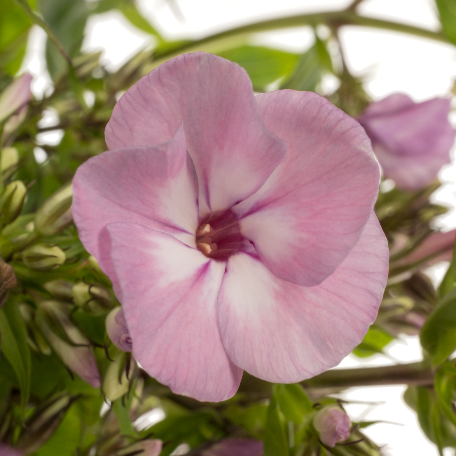 Phlox rosa Pink Eyes 70cm