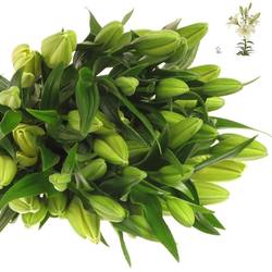 Lilie asiatisch creme Trebbiano 4+Blüte 80cm