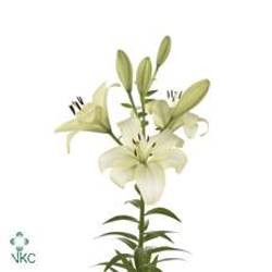 Lilie asiatisch creme Trebbiano 4+Blüte 80cm