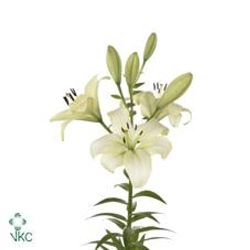 Lilie asiatisch creme Trebbiano 4+Blüte 80cm