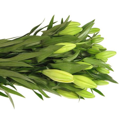 Lilie asiatisch creme Trebbiano 4+Blüte 80cm