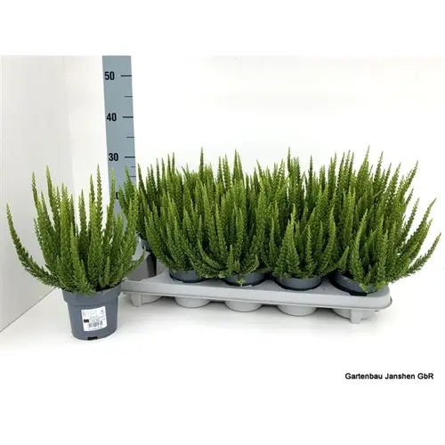 Calluna BL Verona Skyline T10,5 H030