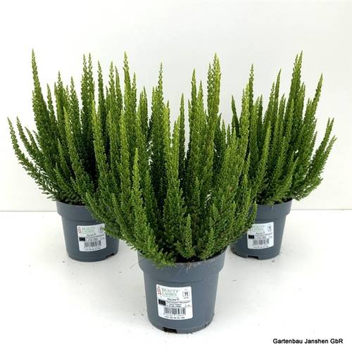 Calluna BL Verona Skyline T10,5 H030