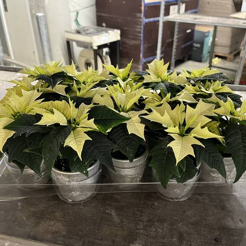 Poinsettia weiss mini Im Silver Topf T06 H015