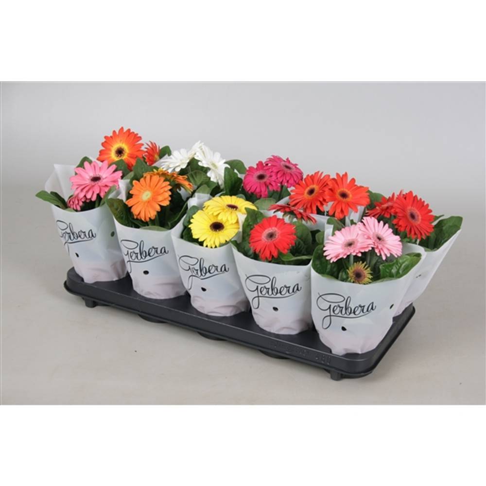 Gerbera mix 2+ T12 H20