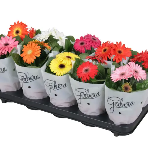 Gerbera mix 2+Blüte T12 H025