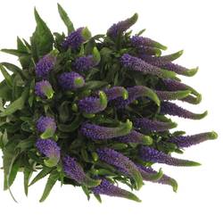 Veronica blau Smart Diana 60cm