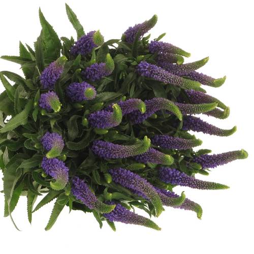 Veronica blau Smart Diana 60cm