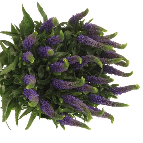 Veronica blau Smart Diana 60cm