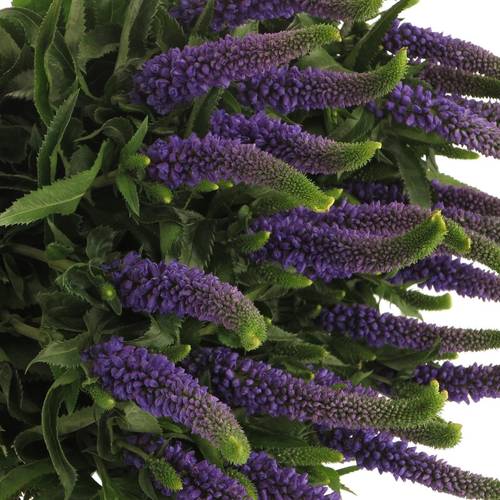 Veronica blau Smart Diana 60cm