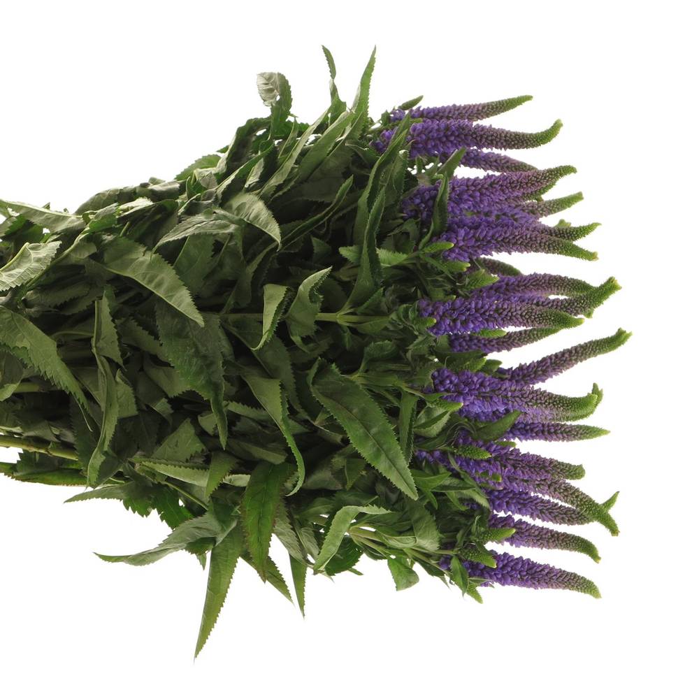 Veronica blau Smart Diana 60cm