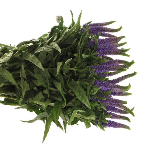 Veronica blau Smart Diana 60cm