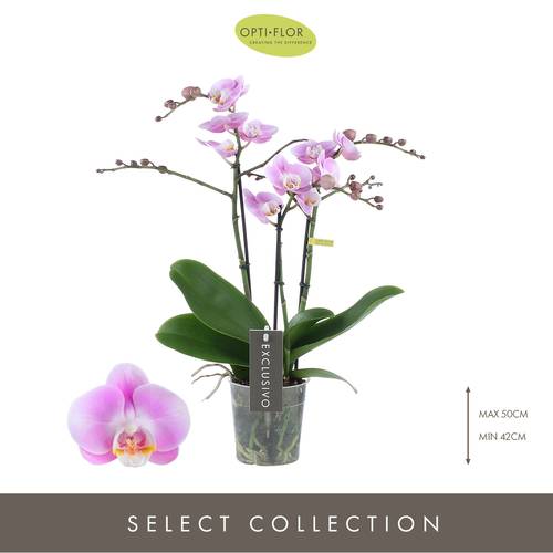 Phal.3-R rosa Elegance Exclusivo T12 H45