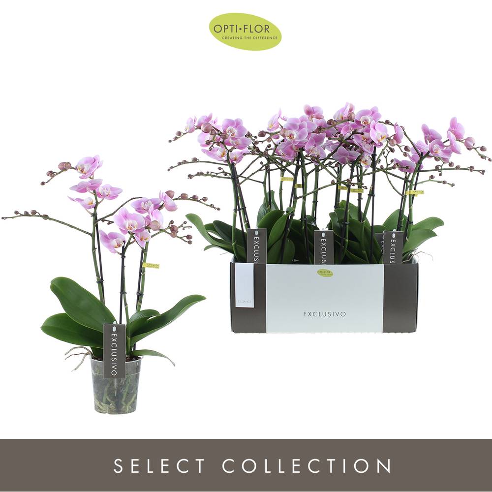 Phal.3-R rosa Elegance Exclusivo T12 H45