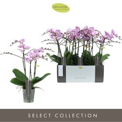 Phal.3-R rosa Elegance Exclusivo T12 H45